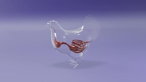 3D Transparent Chicken Digestive System Animation
