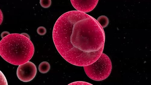 Flowing Red Blood Cells and Lymphocytes Animation
