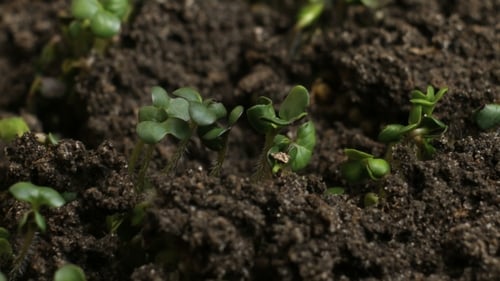 Growing Plants