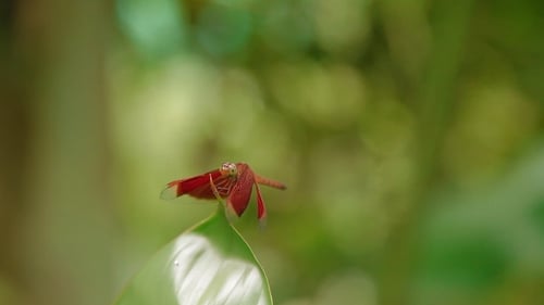 Dragonfly