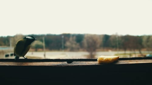 Bird Titmouse Eats Bread on a Wooden Window Sill