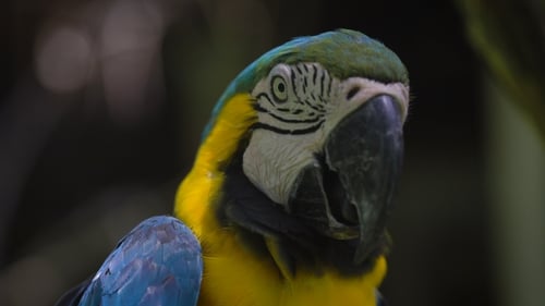 Macaw Parrot on a Hot Day Is a Large Black Beak Open Because of the Heat