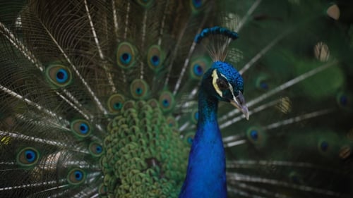 Brilliant Blue Peacock Displays Iridescent Feathers in Nature