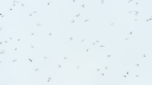 Insects Swarming and Flying in the Sky
