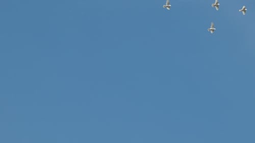 Bandada de palomas decorativas blancas volando en un cielo azul claro. White Dove - Símbolo de la paz.