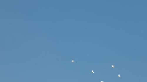 Schwarm weißer dekorativer Tauben, die in klarem blauen Himmel fliegen. Weiße Taube - Symbol des Friedens.