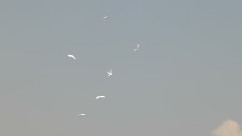 Schwarm weißer dekorativer Tauben, die in klarem blauen Himmel fliegen. Weiße Taube - Symbol des Friedens.
