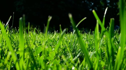 Green Grass on Trimmed Lawn. Natural Summer Background. Bottom View. View From Ground