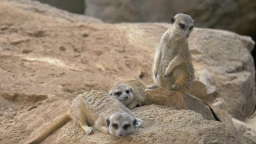 Drei Erdmännchen mit einem wachsamen Wesen