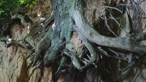 Tree Roots Holding to Sandy Cliffside
