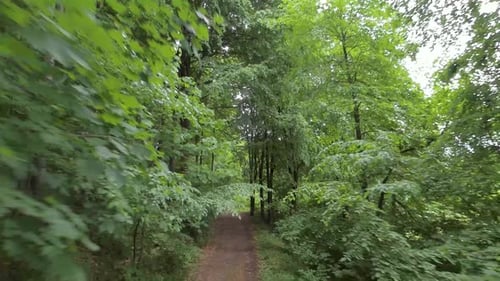 Flying Along the Path in the Summer Forest