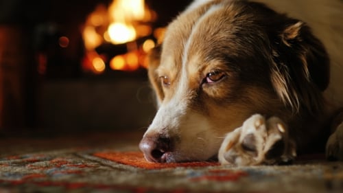 Dog Resting Peacefully by a Cozy Fireplace