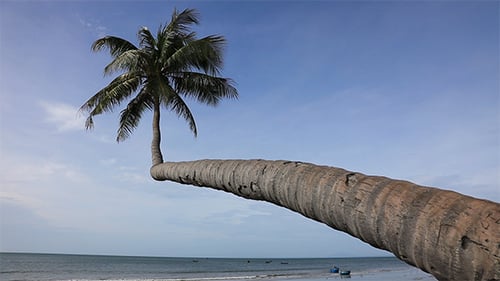 Palm And Beach