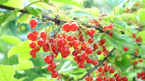 Bush of Red Currant with Ripe Berries in Sunlight. Natural Garden Background.