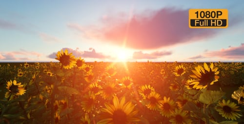 Golden Sunset Over Sunflower Field Aerial Flight