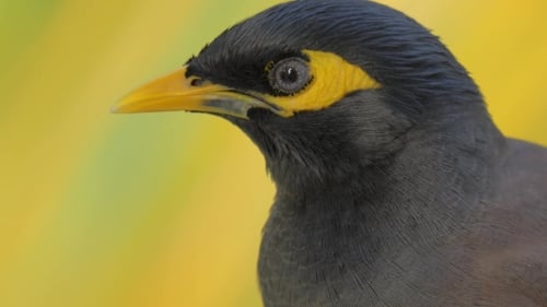 Black and Yellow Mynah Bird