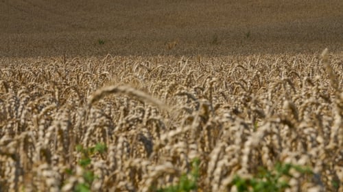 Large Field of Wheat Swaying in the Wind.
