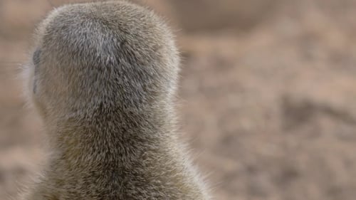 Suricate ist auf der Hut