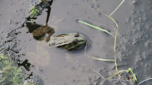 Frosch im Fluss In der Nähe der Lilien