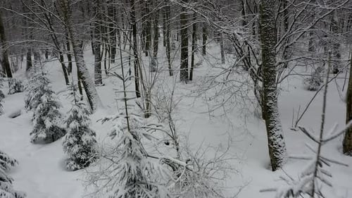 Flying above snow covered trees in winter forest. Shot from drone.