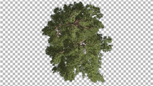 Western Juniper Top Down Coniferous Evergreen