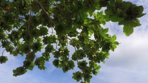View of the Leaves of a Tropical Tree and Sand