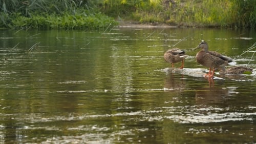 Ente sitzt auf einem steinernen, fließenden Fluss
