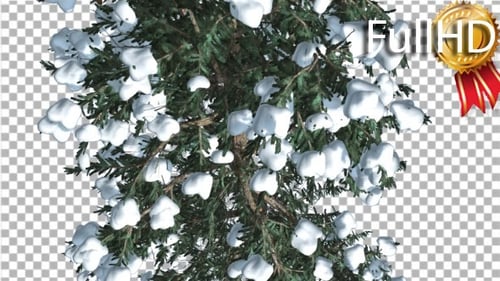 White Fir Top Down Snow on Tree Coniferous