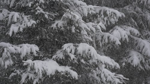 Schneefall vor Tannen