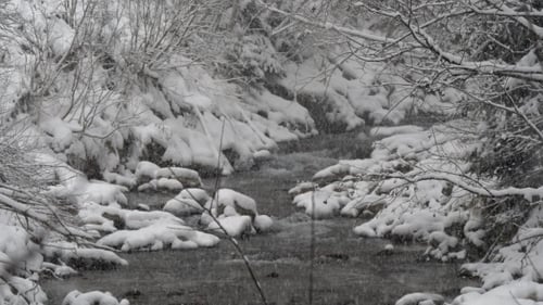 River in the Winter Forest