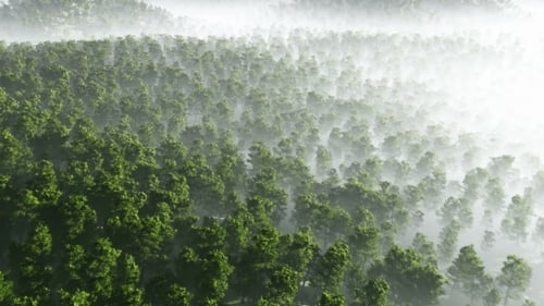 Aerial View of Green Forest with Morning Mist