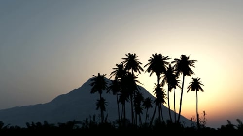 Palmiers du désert au coucher du soleil