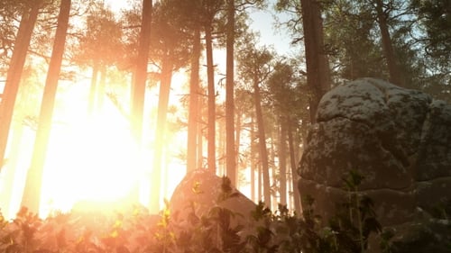 Sunlight Rays Filtering Through a Peaceful Forest