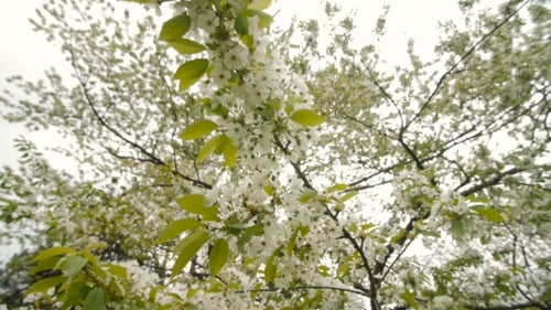 Schöner großer Baum mit weißen Blumen