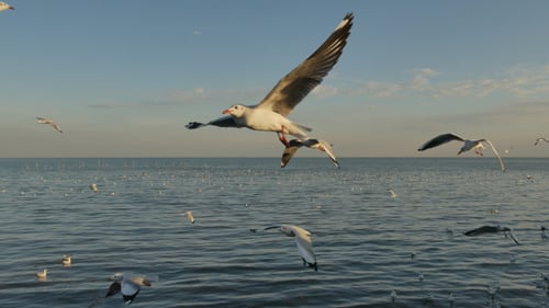 Seagull
