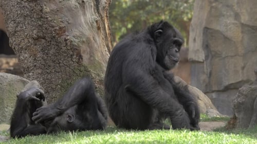 Zwei Schimpansen im Zoo