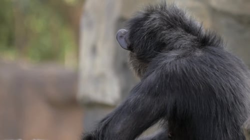 Chimpanzee in the Zoo