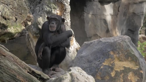 Contemplative Chimpanzee Seated Among Rocks