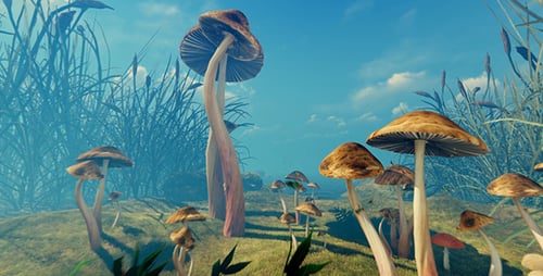 Clairière de la forêt aux champignons vénéneux