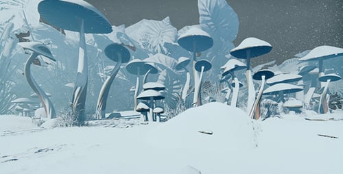 Mushrooms Covered With The First Snow