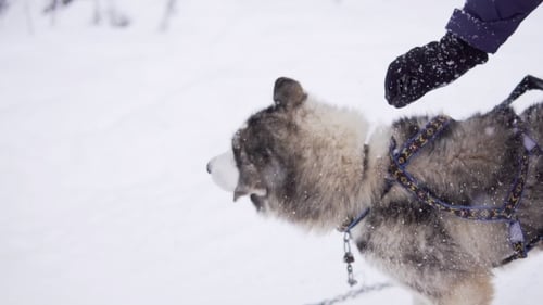 Affectionate Husky Getting Petted in Snowy Winter Wonderland