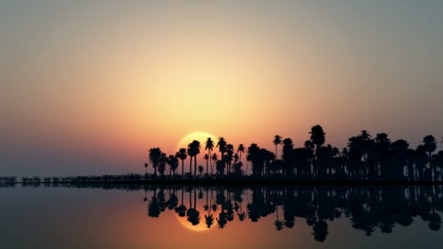 Tropical Island with Palms