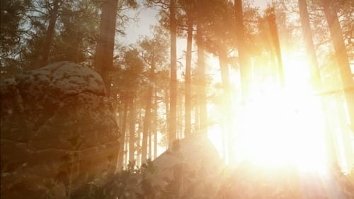 Sunrays Shining Through the Trees