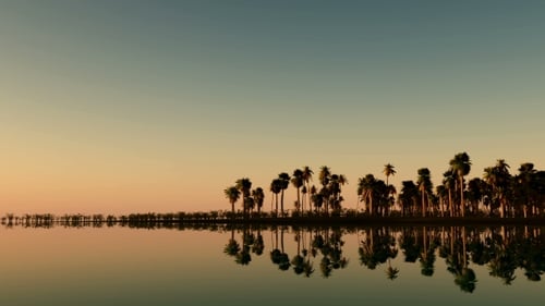 Tropical Island with Palms