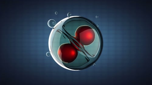 Girar divisão celular