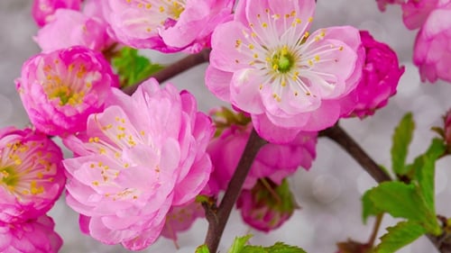 Pink Sakura Tree Flowers