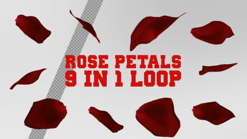 Realistic Red Rose Petals Falling Loop
