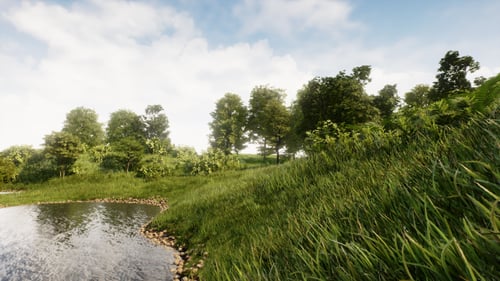 Natural And Real Forest