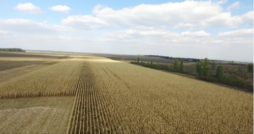 Gelber Feldmais. Rich Harvest, Luftaufnahme