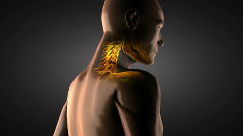 3D Animation of Human Neck Cervical Spine with Highlight